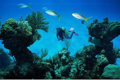 《宝可梦：朱＆紫》官方线上大赛将于11月3日举行